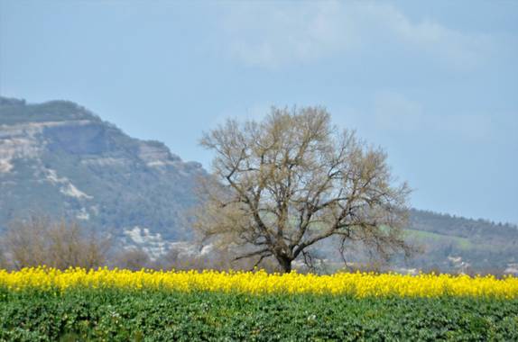 Azulmarino  en Hamelin: Flora  (Manlleu), Campos de colza #frommypointofview #primavera #arbol #colza #amarillo 