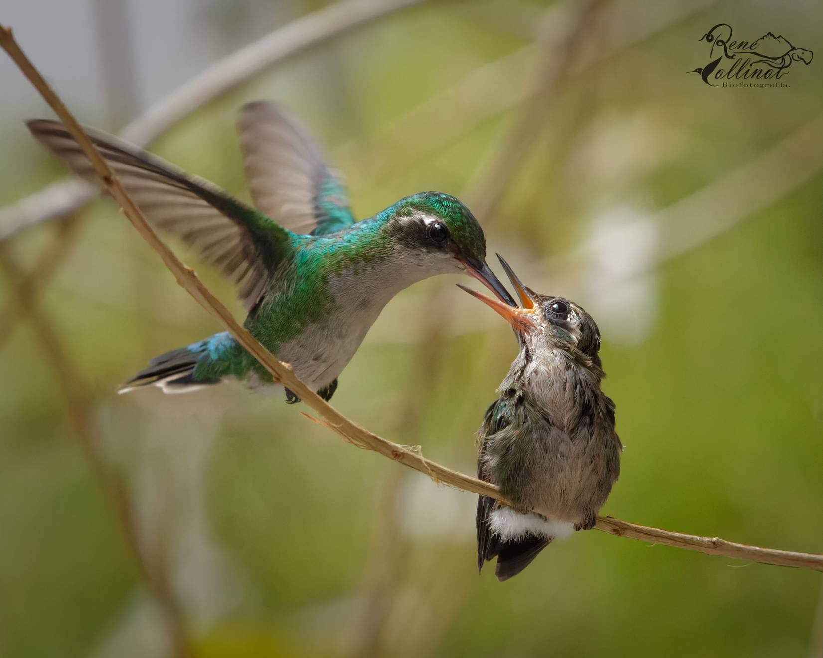 “Colibrí esmeralda” (Cynanthus canivetii ) alimentando a su polluelo