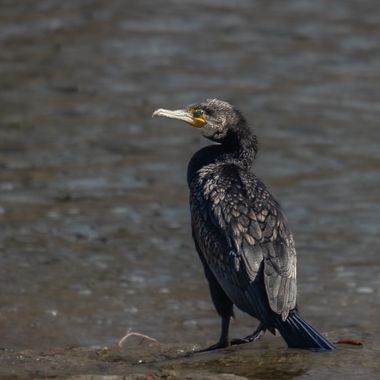 3pnoe6 en Hamelin: Fauna  (Les Masies de Voltregà), #cormorángrande#greatcormorant#corbmarigros