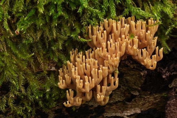 Ignicapillus en Hamelin: Observación  (Santa Maria de Besora), No estoy seguro de que se trate de Ramaria aurea porque soy muy ignorante en lo que a hongos...