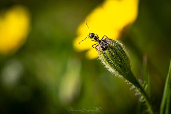 Florentinoeugenio en Hamelin: Fauna  (Coslada), #hormiga 