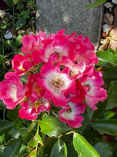 Eudimer20 en Hamelin: Flora, #flores