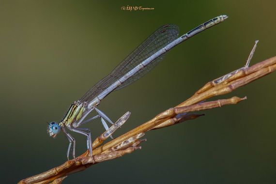 isidorogomez53 en Hamelin: Fauna  (Castellbisbal), Caballito del diablo, tipico del rio Llobregat.

#apfb 
#macro 
#isifotografia 
#insectosdeespaña 
#ins...