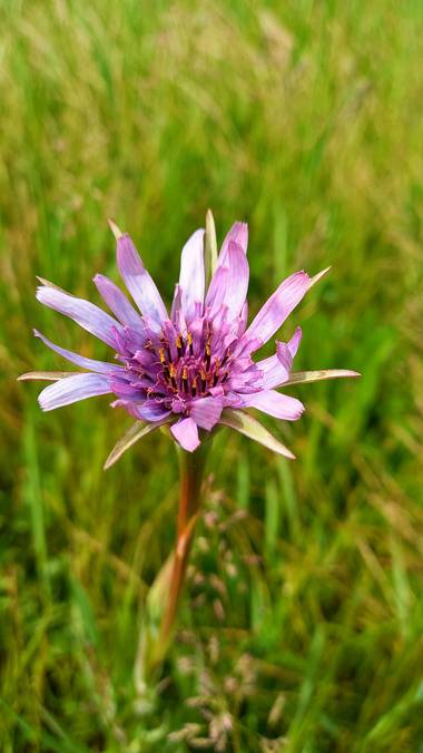 Corina en Hamelin: Flora  (Vitoria), Tragopogon porrifolius, #floresdecampo