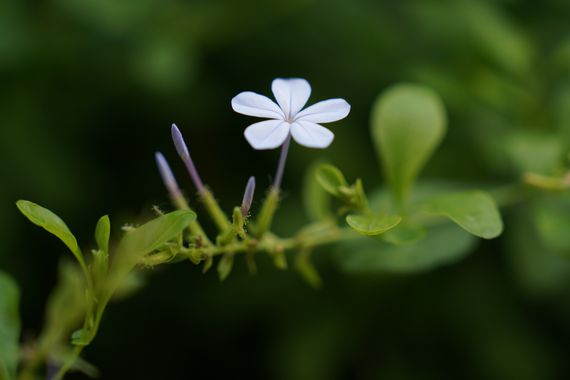 Jonathanmartinbedia0007 en Hamelin: Flora, Plumbago auriculata