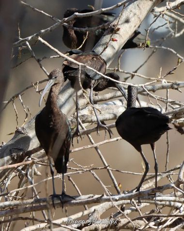 Diego en Hamelin: Fauna  (Zaragoza), #moritocomun #plegadisfalcinellus #aves #ebro #zaragoza #canon 