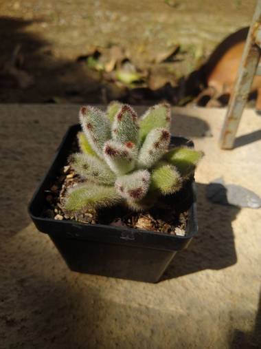 luisafp29 en Hamelin: Flora, Kalanchoe tomentosa, .