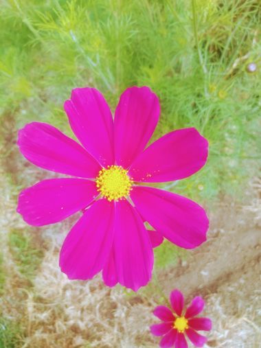 Krished en Hamelin: Flora, Cosmos bipinnatus, Similitudes
