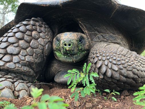 pablolopezgalvez en Hamelin: Fauna  (Cantón Santa Cruz), #tortoise #tortuga #reptiles #reptil #galapagos 