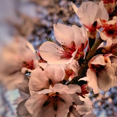 Pedroadriano1959 en Hamelin: Flora  (Granada), Prunus dulcis, La primavera otoñal 