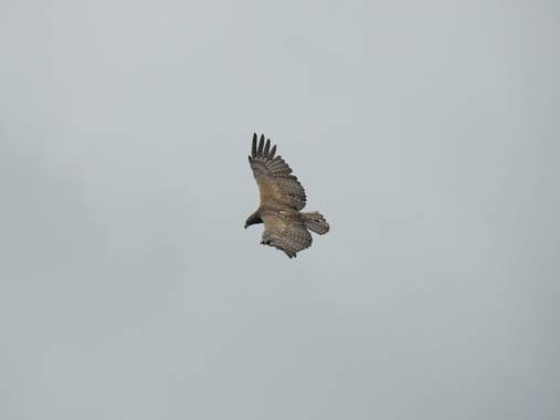 olaya96fg en Hamelin: Fauna  (Nairobi), #Aves21