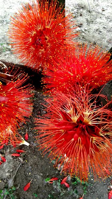 𝓨𝓲𝓵𝓵 𝓡𝓪𝓲𝓷 en Hamelin: Flora, 🔴❤️