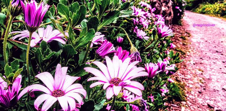 Óliver📷 en Hamelin: Flora, Margarita del cabo.🌸