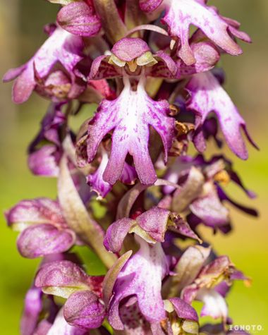 Ignoto en Hamelin: Flora  (Santa Maria del Camí), Himantoglossum robertianum