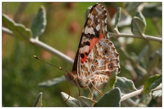 barbanegra707 en Hamelin: Fauna  (Barcelona), Vanessa cardui (Linnaeus, 1758), #belladama #cumplehamelin 