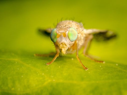 Antonio Jesús Palma Aranda en Hamelin: Fauna  (Lora del Río), 2/3 - Díptero de género Tephritis.
Posiblemente se trate de la especie Tephritis formosa.

No...