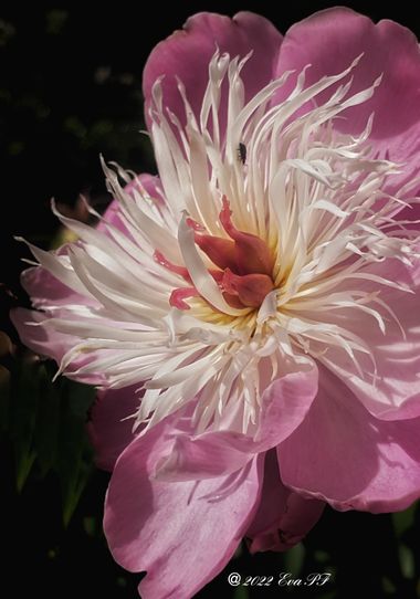 Eva.160968 en Hamelin: Flora  (Jette), Paeonia L., #cumplehamelin 