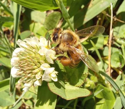 Arraezanyela en Hamelin: Fauna  (Argentina), Abeja