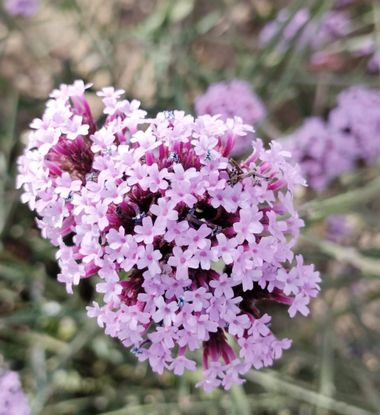 Solerantonio2 en Hamelin: Flora  (Almeria), Planta