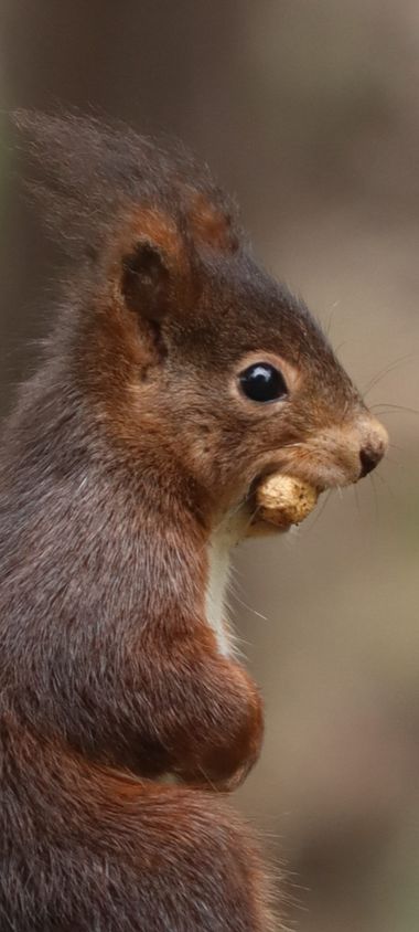 Eritz.cortazar en Hamelin: Fauna, Sciurus vulgaris Linnaeus, 1758, Las ardillas son fascinantes. Verlas como se mueven por los árboles y como van encontra...