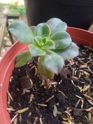 luisafp29 en Hamelin: Flora, Aeonium haworthii
