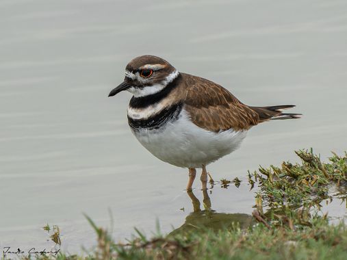 Jairo Cadavid en Hamelin: Fauna  (Chorrillos), Charadrius vociferus Linnaeus, 1758, #aves #colombia #hamelin #wildlife #birds #beautiful #nature #bird #bir...