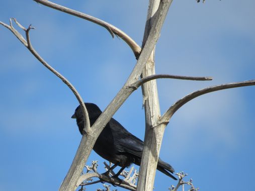 Solerantonio2 en Hamelin: Fauna  (Níjar), Ave