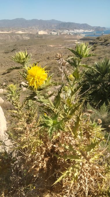 Solerantonio2 en Hamelin: Flora  (Carboneras), Carthamus arborescens, Planta