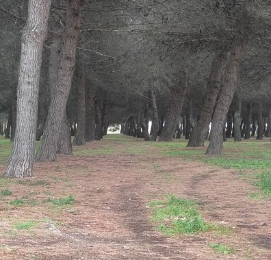 Ifree120874 en Hamelin: Paisaje, #natura #plantas #arboles #paisaje20 #forografiadepaisage 