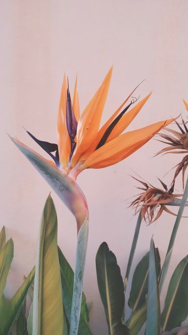 Solerantonio2 en Hamelin: Flora  (Calle Fresador), Ave del paraiso