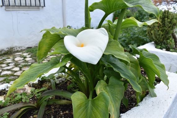 Solerantonio2 en Hamelin: Flora  (Córdoba), Zantedeschia aethiopica, Planta
