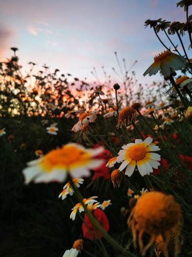 Marien1conectando en Hamelin: Flora, #flores silvestres