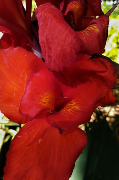 danielhincapie230979 en Hamelin: Flora  (Copacabana), #flores #biodiversidad #flora 