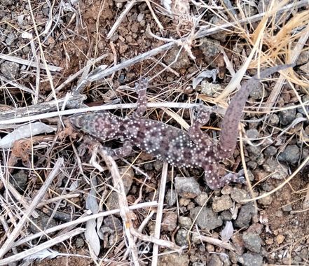 Solerantonio2 en Hamelin: Fauna  (Níjar), Reptil
