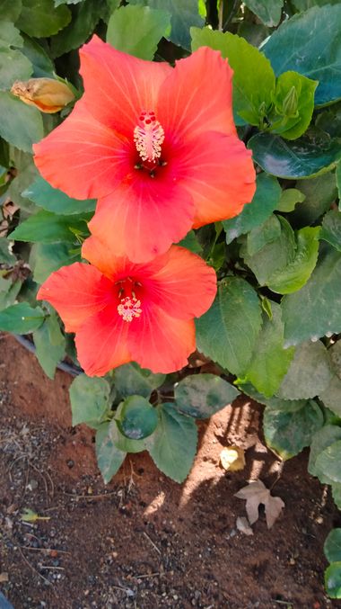 Solerantonio2 en Hamelin: Flora  (Avenida Padre Méndez), Planta