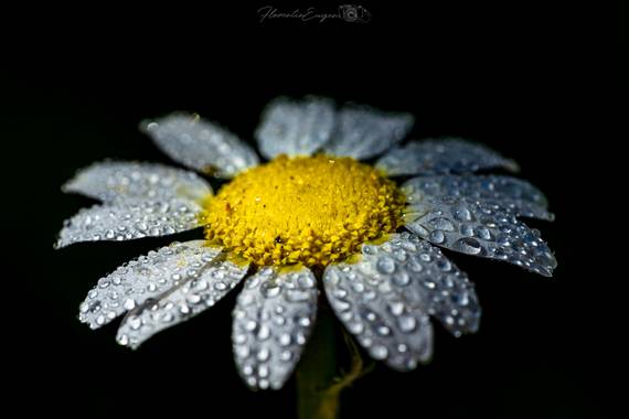 Florentinoeugenio en Hamelin: Flora  (Coslada), #flora21 