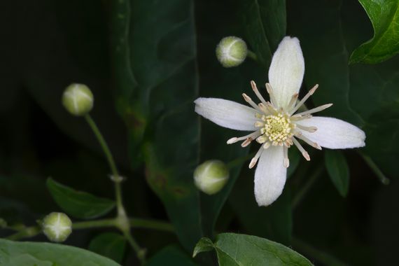 Ignicapillus en Hamelin: Flora  (La Guingueta d'Àneu), Dos veces cuatro

La imagen no es espectacular pero contiene cierta gracia numérica: cuatro pétalos ...