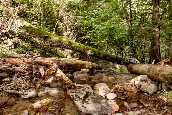 pedroguerralmn en Hamelin: Paisaje  (Smolian), Pisaje #boscoso a lo largo de un #río de montaña jalonado de ruidosas cascadas en Smolyan, Bulgaria.