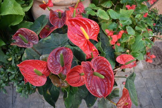 Solerantonio2 en Hamelin: Flora  (Torrox), Anthurium andraeanum, Planta