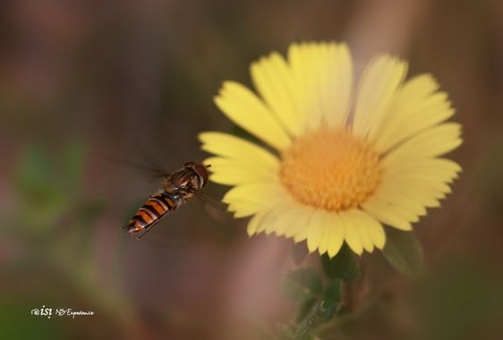 isidorogomez53 en Hamelin: Fauna  (Mojácar), Cernidora al  vuelo

#apfb 
#insectosdeespaña 
