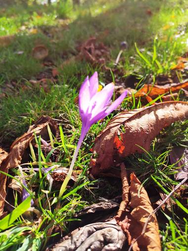 Ideasifigenia en Hamelin: Flora  (Elgeta), Sola entre hayedos 2