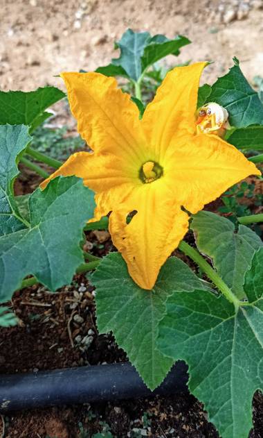 mr.miguelsan en Hamelin: Flora  (Carmona), Cucurbita pepo, Flor del calabacín