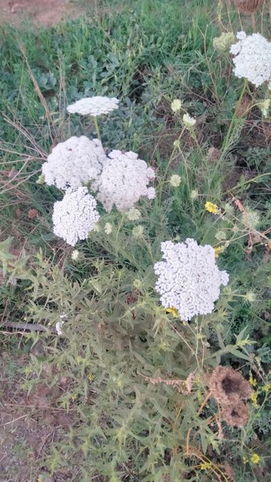 Solerantonio2 en Hamelin: Flora  (Calle Rafael Alberti), Visnaga daucoides, Planta