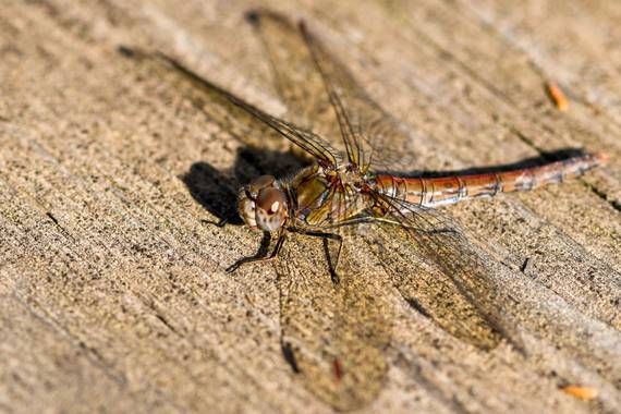 Ninigabi en Hamelin: Fauna  (Punta Umbría), #libelula