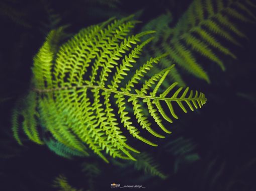 MonniiDiogo en Hamelin: Flora  (Salamanca), #nature 
#naturaleza 
#green 
