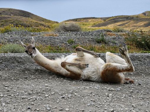 Creandoaficiones en Hamelin: Fauna, #guanaco 