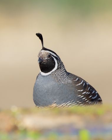 Juliaavilesm en Hamelin: Fauna  (Santiago), Callipepla californica (Shaw, 1798), Elegante Codorniz macho 

 #aves #birds #bird #nikon #nikonphotography #bi...