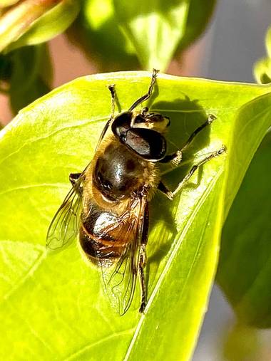 su en Hamelin: Fauna  (Gelves), Tomando el sol 