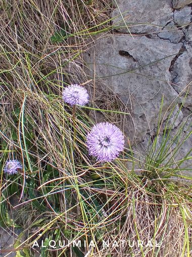 Alquimia Natural en Hamelin: Flora  (Ramales de la Victoria), #primavera2022 