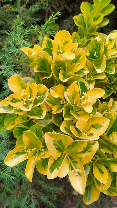 Solerantonio2 en Hamelin: Flora  (Jaén), Euonymus japonicus, Planta